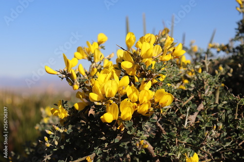 wild flowers, close up.Flowers Yellow With thorns in a Wild tree bush Gorse