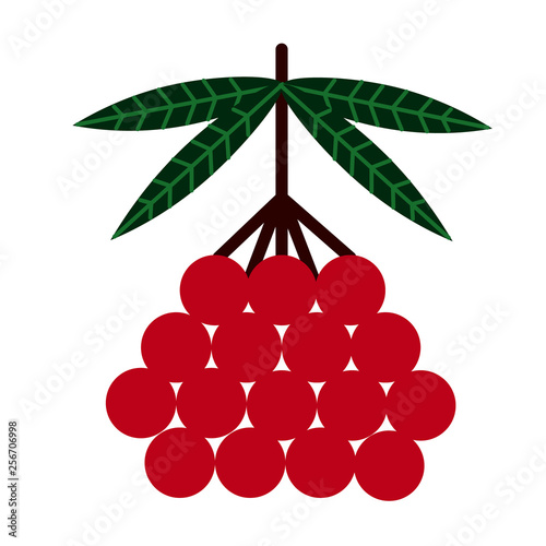 rowan flat illustration on white