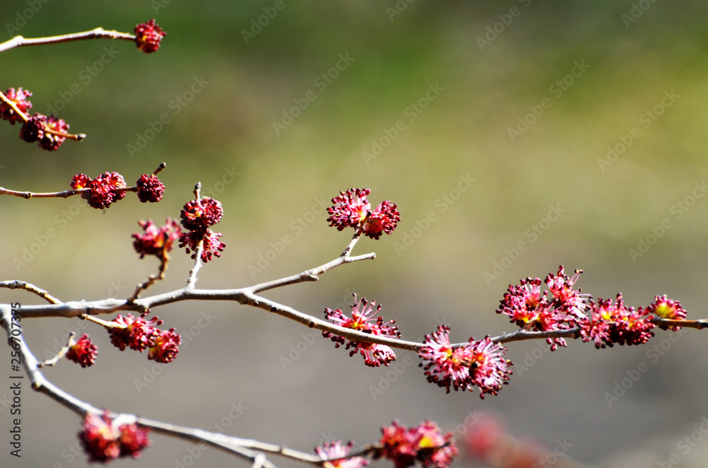 Close up branch with kidneys, spring,nature,photo Close up branch with kidneys, spring,nature,photo