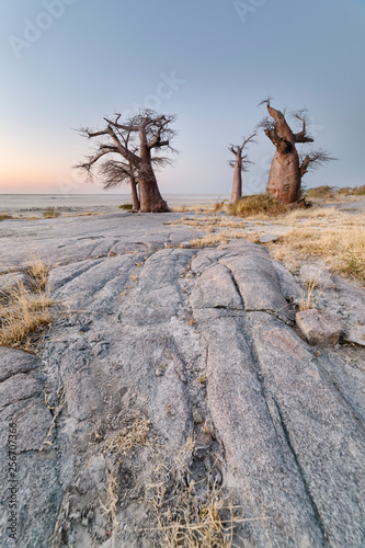 Baobab trees on Lekhubu island, Botswana. photo