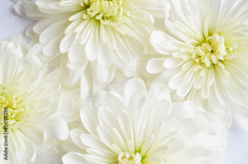 Floral pattern  daisy  photo