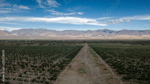 Panoramic view of the winery in Cafayate. Argentina.