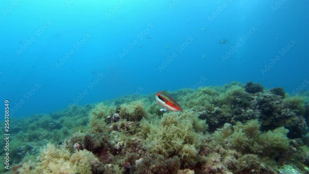 Ranbow wrasse fish swimming close to the camera - Scuba divimg in Majorca Spain Ranbow wrasse fish swimming close to the camera - Scuba divimg in Majorca Spain