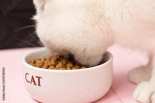 Closeup of cat eating food from a bow