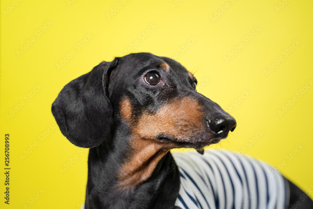 Amazing portrait dachshund dog, black and tan,on yellow background. Cute pet face Amazing portrait dachshund dog, black and tan,on yellow background. Cute pet face