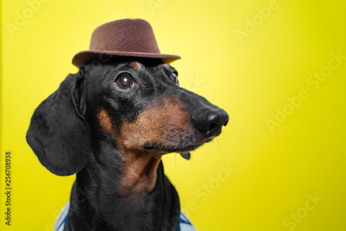 Portrait of cute dachshund dog, black and tan, holding brown hat on head on bright yellow background. Beach style.