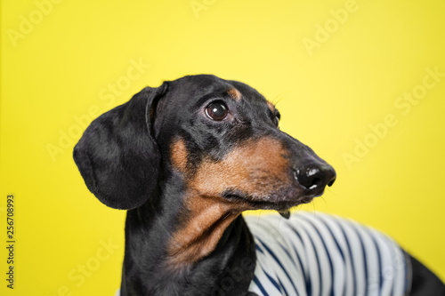 Amazing portrait dachshund dog, black and tan,on yellow background. Cute pet face