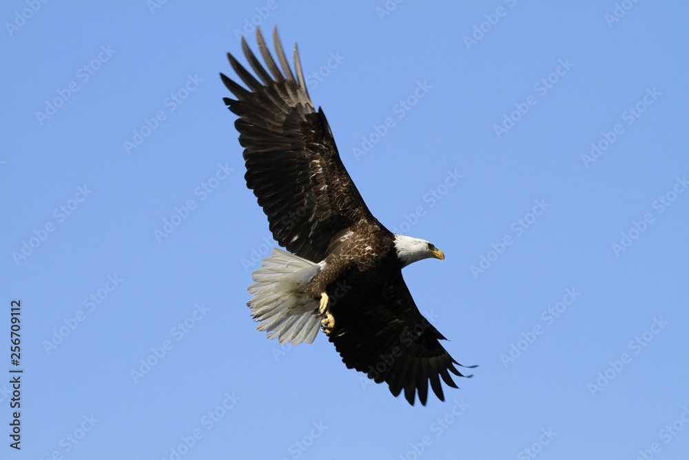 Fototapeta premium Bald Eagle