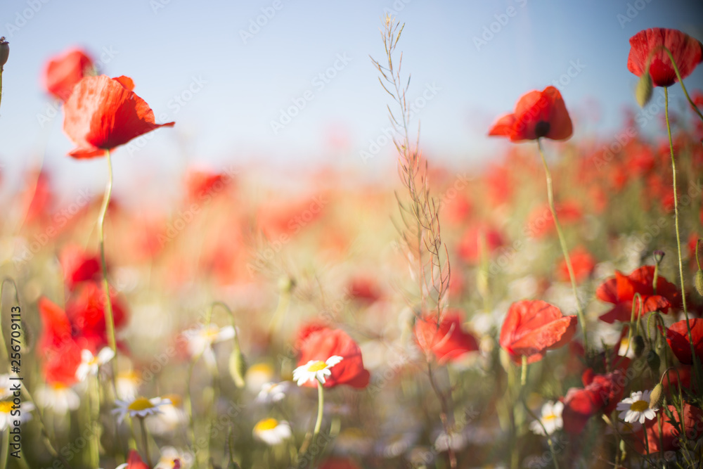 Early morning beautiful red poppy field rural scene Early morning beautiful red poppy field rural scene