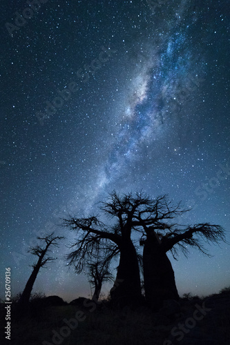 Baobab trees under the stars