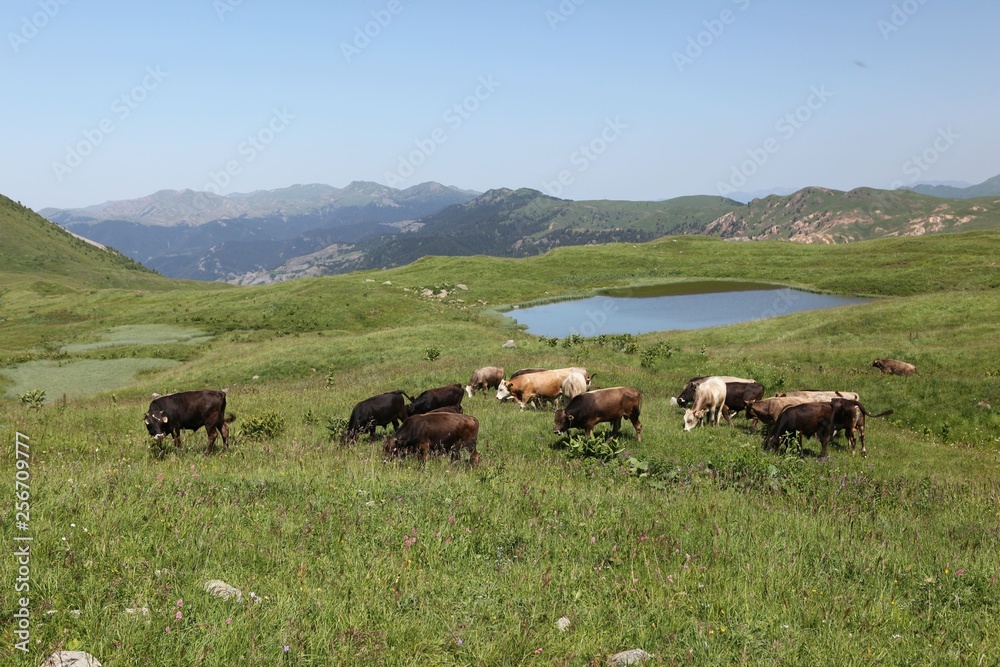 Fototapeta premium cows are returning home. savsat/artvin/turkey