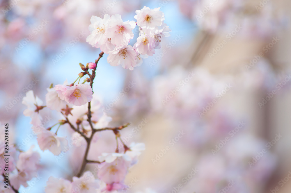 closeup of pink cherry blossom flowers at spring in a japanese garden closeup of pink cherry blossom flowers at spring in a japanese garden