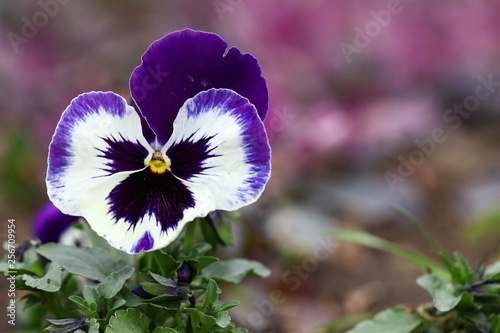 Two-tone Violet-White Viola Flower