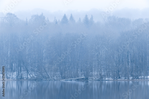 Winterwald am Ukleisee im Nebel, Schleswig-Holstein