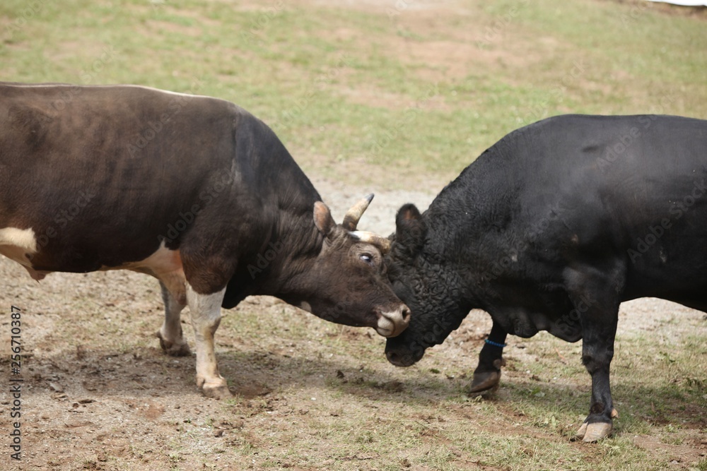 Fighting bull in the arena.artvin/turkey Fighting bull in the arena.artvin/turkey