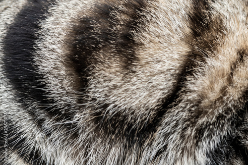 Background - texture of fur. Striped grey cat