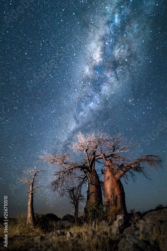 Baobab trees under the stars