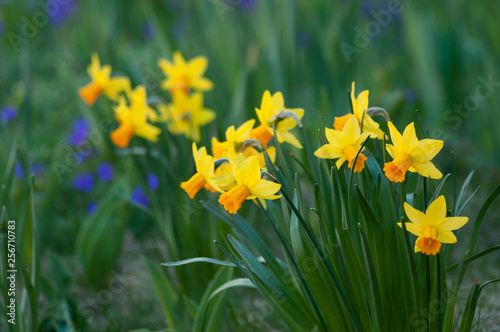 Fototapeta Naklejka Na Ścianę i Meble -  closeup of yellow daffodils in a public garden