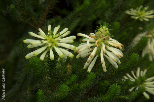 Fotografia Green heath, white bottlebrush heath (Erica sessiliflora).