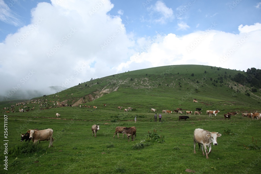 cows are returning home. savsat/artvin/turkey cows are returning home. savsat/artvin/turkey