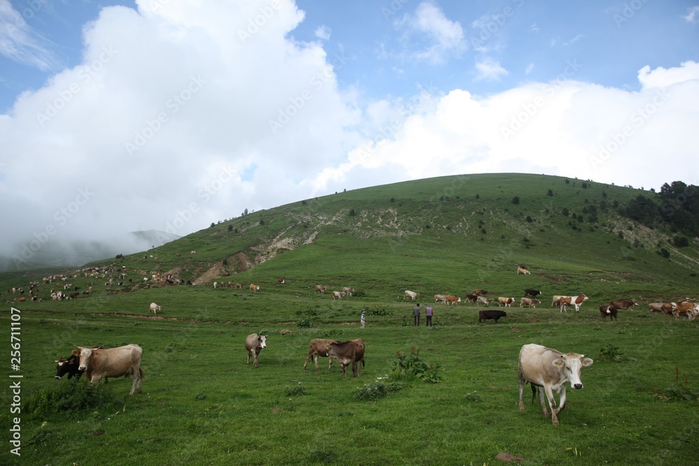  cows are returning home. savsat/artvin/turkey