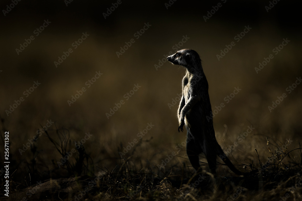 Fototapeta premium Meerkat in the morning light