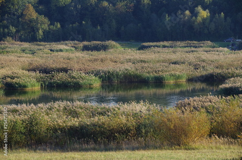 jesień na torfowisku