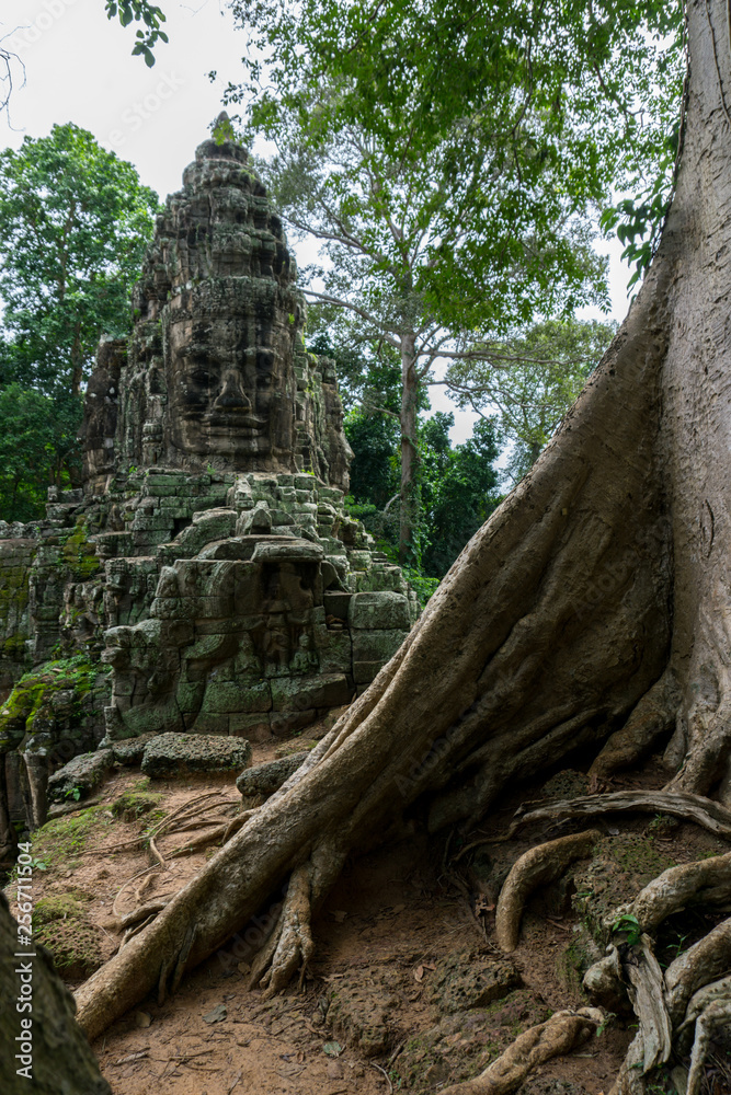 Massive tropical tree trunk with Angkor ruins in the background Massive tropical tree trunk with Angkor ruins in the background