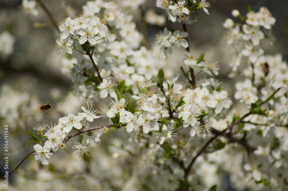 closeup of apple tree flowers at spring