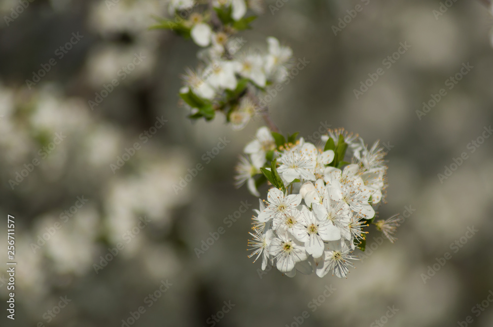 closeup of apple tree flowers at spring closeup of apple tree flowers at spring