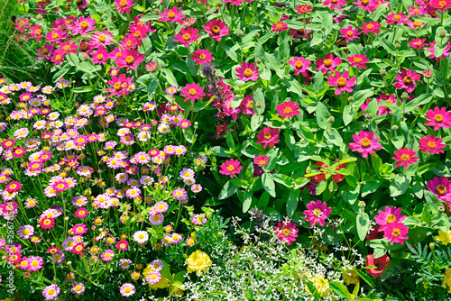 Colorful flowers