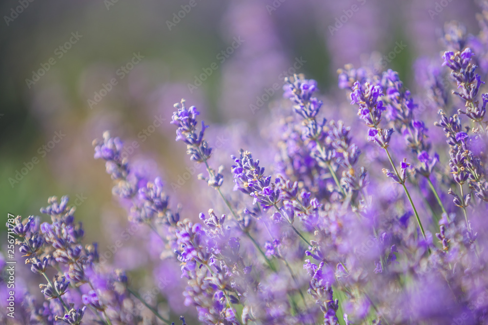 Naklejka premium Lavender bushes closeup. Sunset gleam over purple flowers of lavender