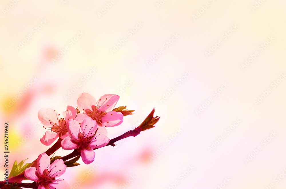 Obraz premium Beautiful floral spring abstract background of nature. Branch of blossoming peach on light pink sky background. For easter and spring greeting cards with copy space