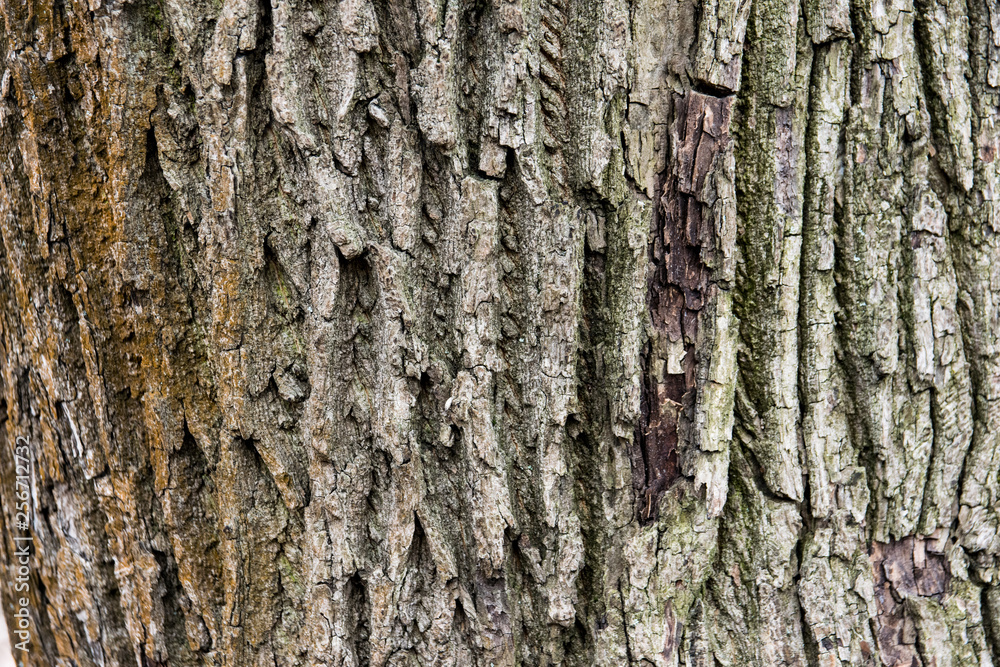 bark of a tree bark of a tree