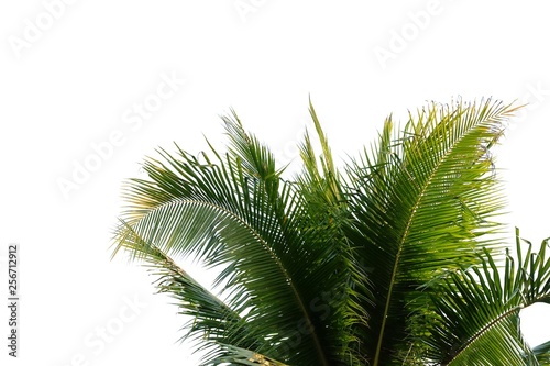 Coconut leaves on white isolated background for green foliage backdrop © Oradige59