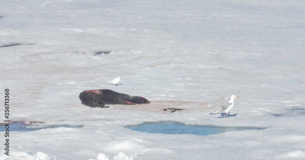 Gulls feeding from seal Beautiful shot of Gulls eating from seal at the sea at Spitsbergen Norway Gulls feeding from seal Beautiful shot of Gulls eating from seal at the sea at Spitsbergen Norway