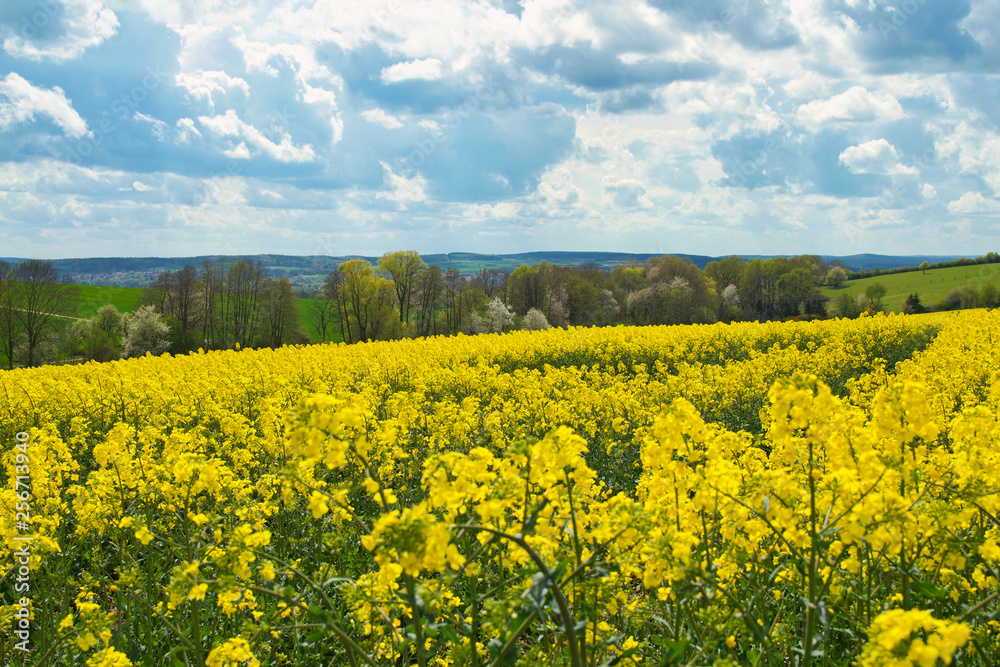 Obraz premium Rapsfeld bei sonnigem Wetter