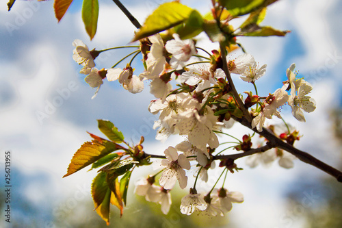Frühling - Kirschbaum blüte