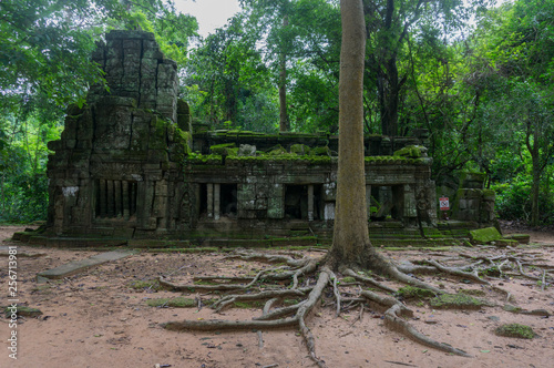 Tree with large roots in front of a moss covered temple at the Angkor archeological site