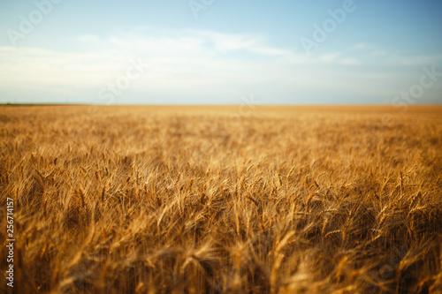 Amazing agriculture sunset landscape.Growth nature harvest. Wheat field natural product. Ears of golden wheat close up. Rural scene under sunlight. Summer background of ripening ears of landscape.