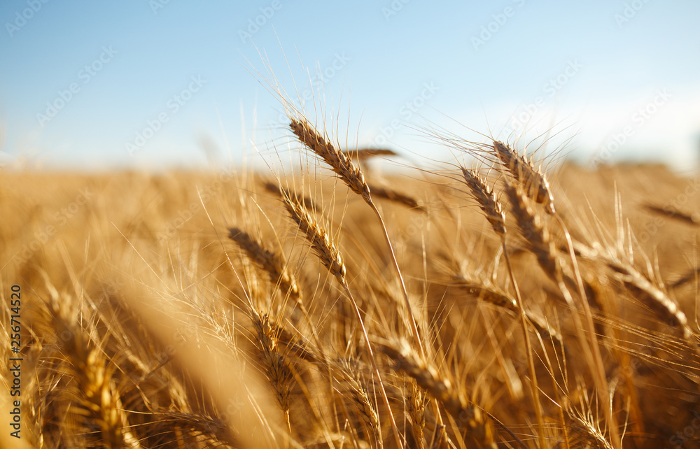 Amazing agriculture sunset landscape.Growth nature harvest. Wheat field natural product. Ears of golden wheat close up. Rural scene under sunlight. Summer background of ripening ears of landscape.