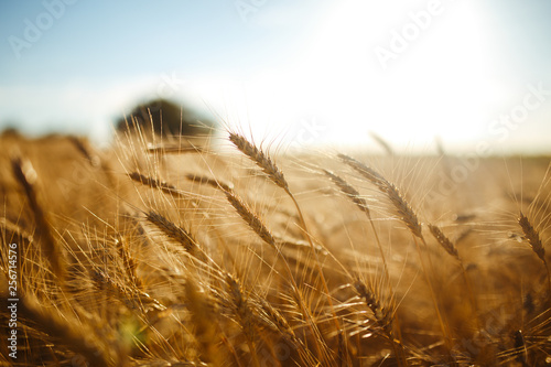 Amazing agriculture sunset landscape.Growth nature harvest. Wheat field natural product. Ears of golden wheat close up. Rural scene under sunlight. Summer background of ripening ears of landscape.