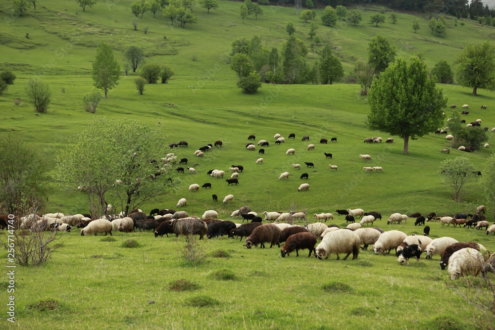 herd of sheep in green meadow. artvin/turkey