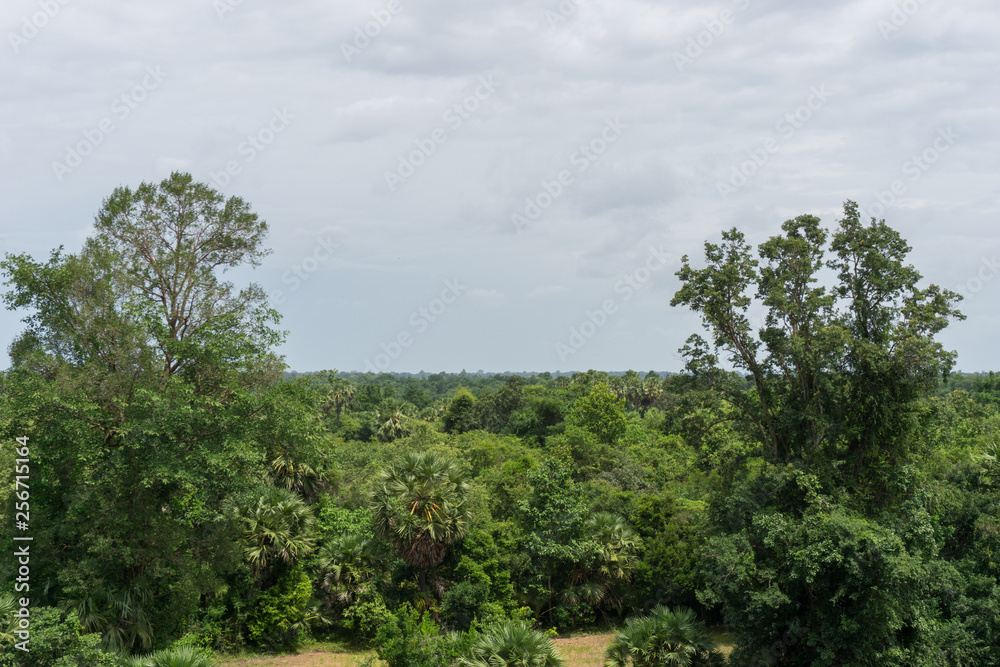 Wide expanse of jungle in southeast Asia
