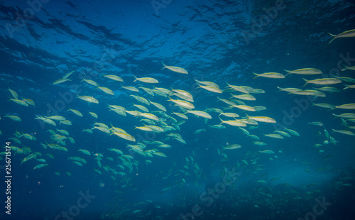 Coral reef scene and tropical fish