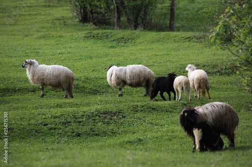 herd of sheep in green meadow. artvin turkey