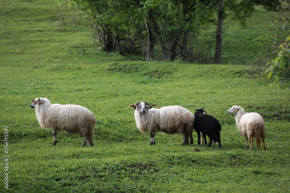 herd of sheep in green meadow. artvin/turkey herd of sheep in green meadow. artvin/turkey