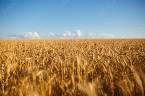 Close up nature photo Idea of a rich harvest. Amazing backdrop of ripening ears of yellow wheat field on the sunset cloudy orange sky background. Copy space of the setting sun rays on horizon in rural