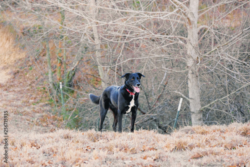 Regal black dog in rural pasture during winter.