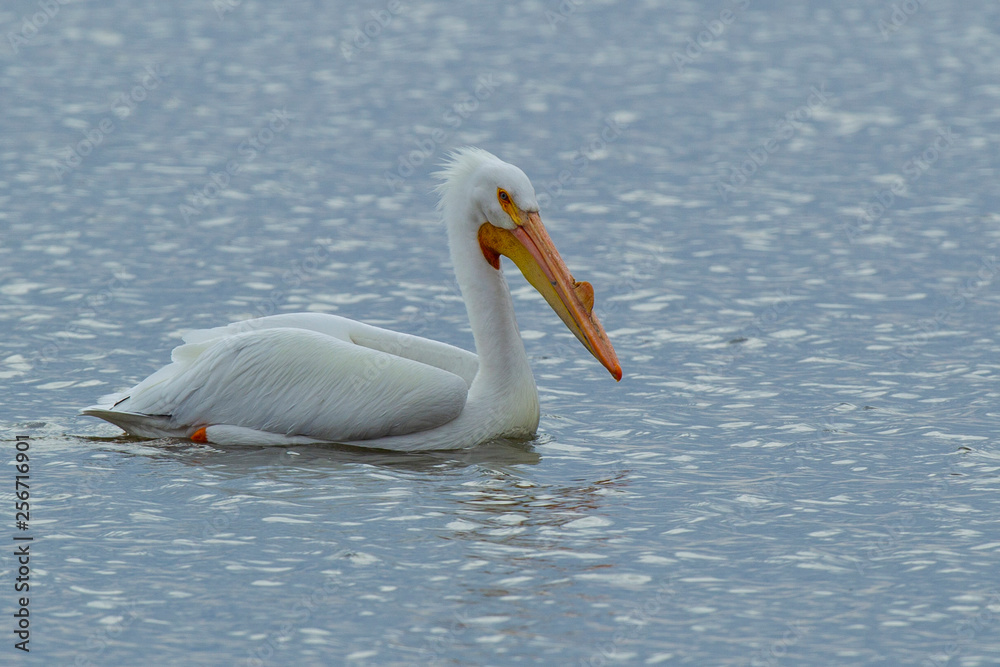American White Pelican 5198